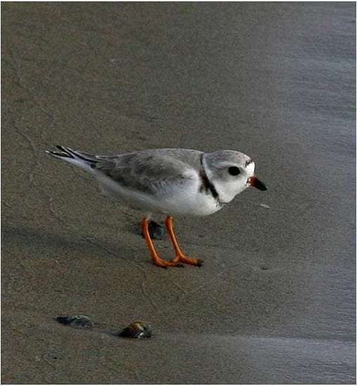 plover "Piping plover"