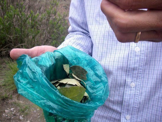 Chile-Agentina 2011 - Pentax 295 "Chewing cocoa leaves"