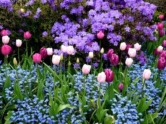 Butchart Gardens 197 "A potent spring combination"