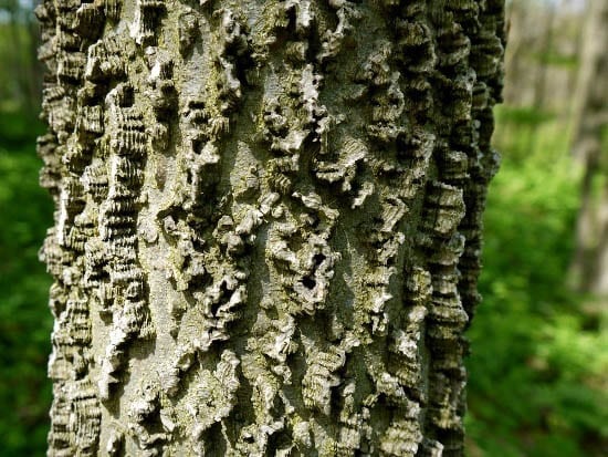 Pelee Island 185 "Bark with interesting texture on tree near Fish Point"