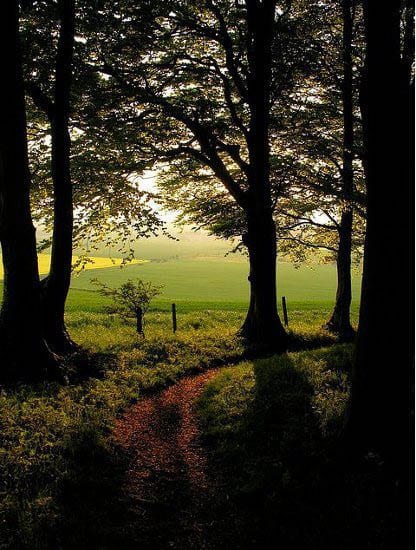 ridgeway "Summer evening in a dingly dell on the Ridegway"