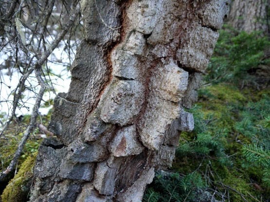 Lillian Lake, Kananaskis, Fall 2011 219 "Very unusual bark - don't know what type of tree"