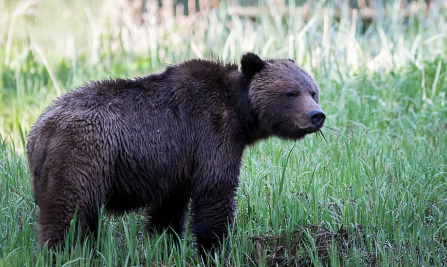 A female grizzly