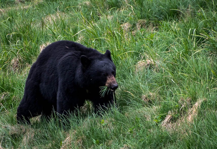 Tips for Staying Safe in Bear Country