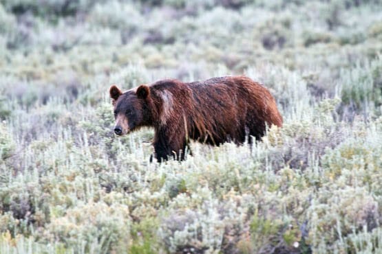 a discussion about a black bear attack a discussion about a black bear attack