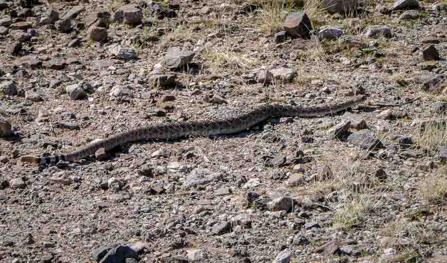 The western diamond-backed rattlesnake