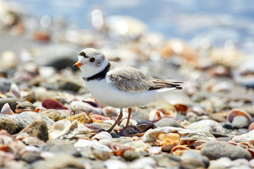 Piping plover - Photo credit: Mathew Schwartz from Unsplash