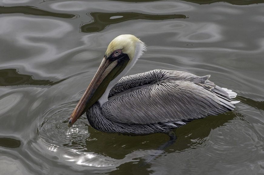 You can expect to see lots of pelicans in the Baja