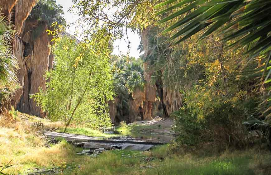 It's positively lush in parts of the Indian Canyons while hiking on Palm Springs