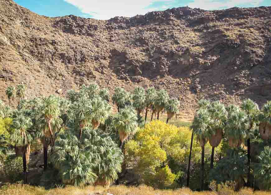 An oasis in the desert on the Indian Canyon hike seen hiking in Palm Springs