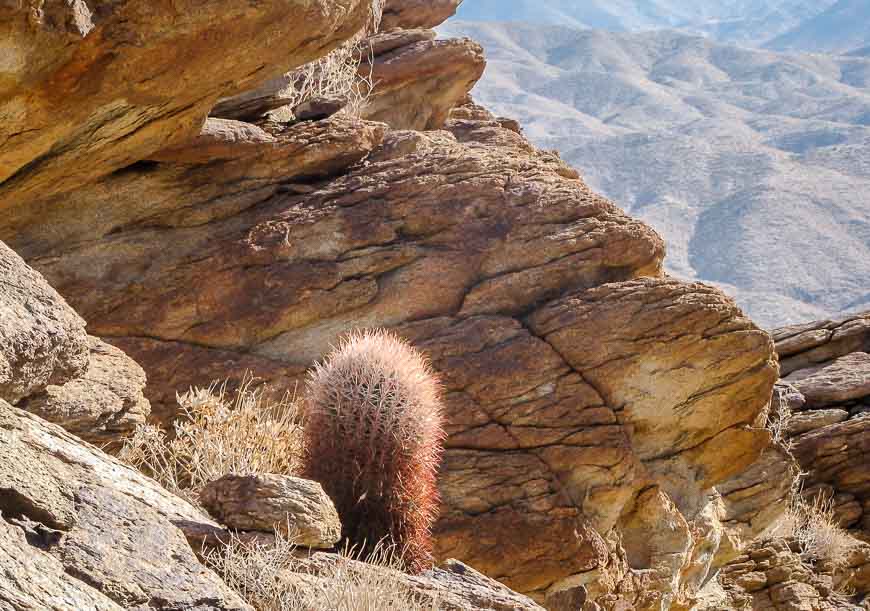 Beautiful cacti on the Indian Canyon hike