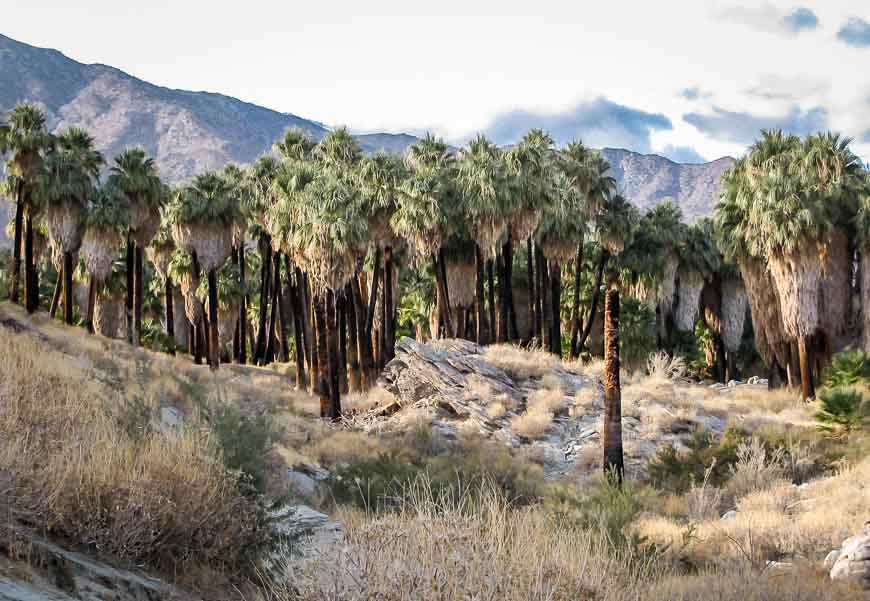 Indian Canyons area known for its great hiking