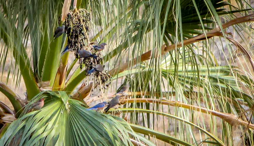 Bluebirds feasting on berries of a palm tree - seen hiking in Palm Springs