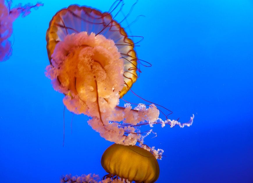Jellyfish at the Vancouver Aquarium