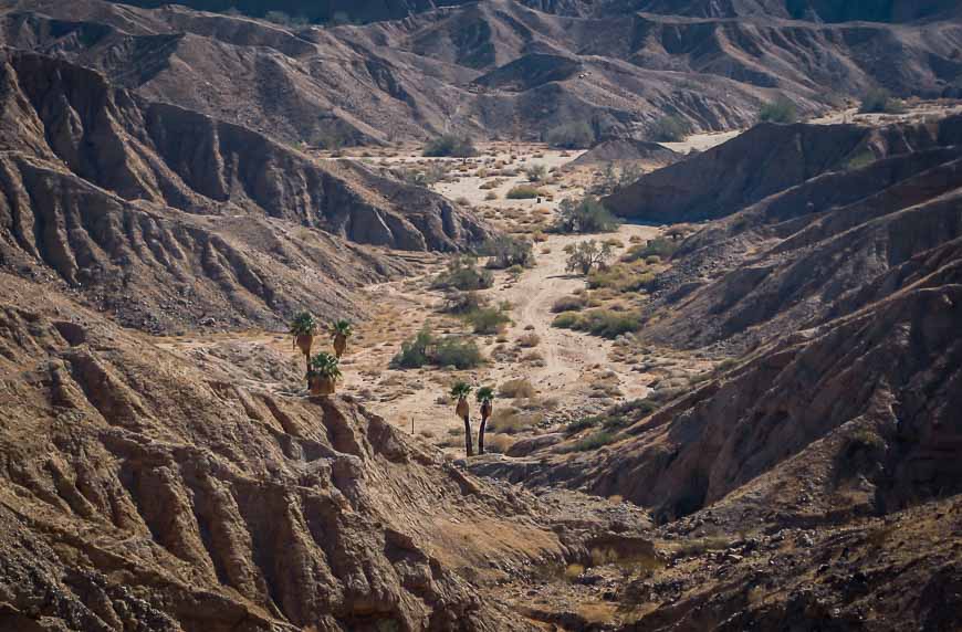 Palm trees in the most unlikely of places