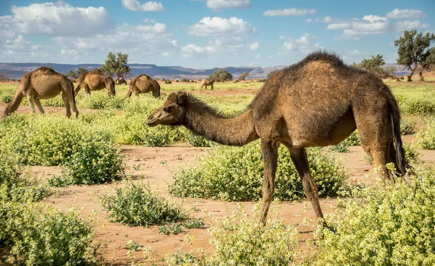 Camels eating flowers in the Sahara Desert