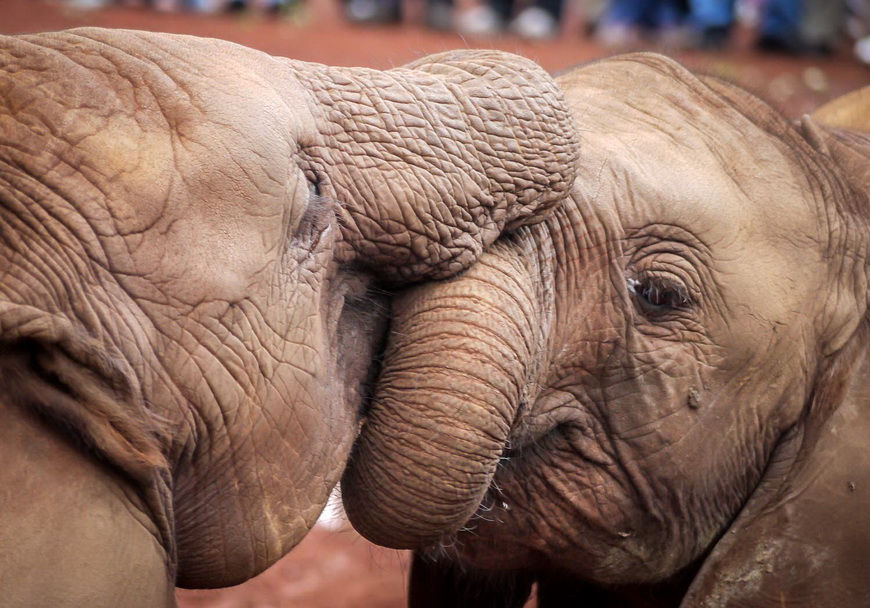 Orphaned elephants in Nairobi
