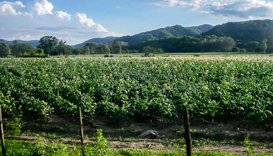 Miles of tobacco fields on the San Pedro to Salta bus ride