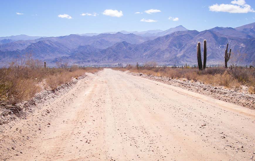 Huge cacti are everywhere