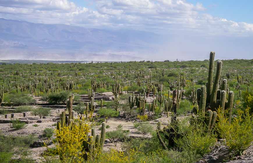 On the Salta Tucuman road trip stop at Ruinas de Quilmes