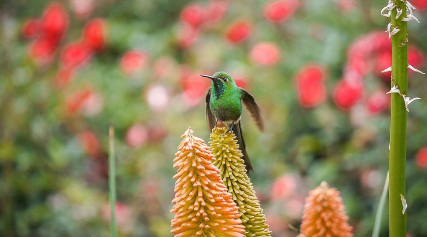 Dramatic hummingbird seen at Estancia de las Carreras