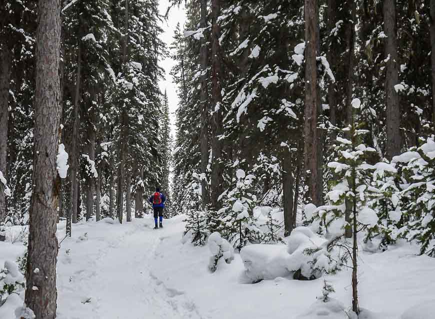 In the winter snowshoeing to the Ink Pots is on a beautiful trail