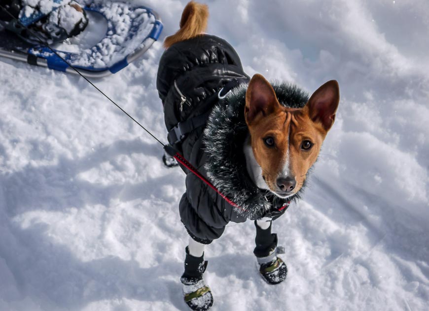 A dog dressed for the cold