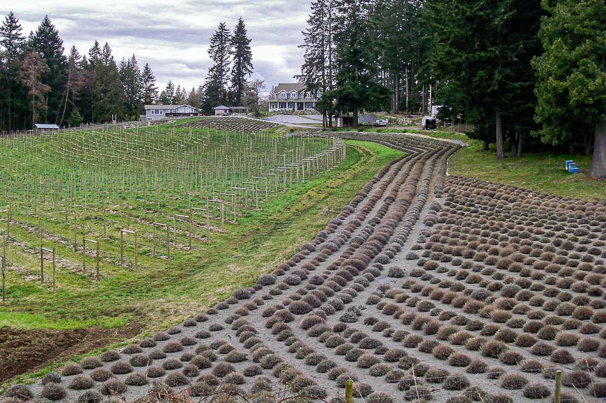 Damali Lavender Farm in the off-season