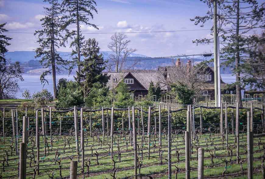 Grape vines in spring on Vancouver Island