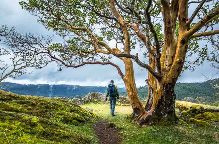 The beautiful hike up Lone Tree Hill in Victoria