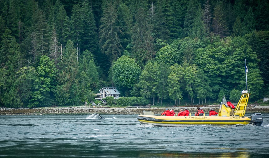 We saw humpback whales on a nature tour out of Campbell River