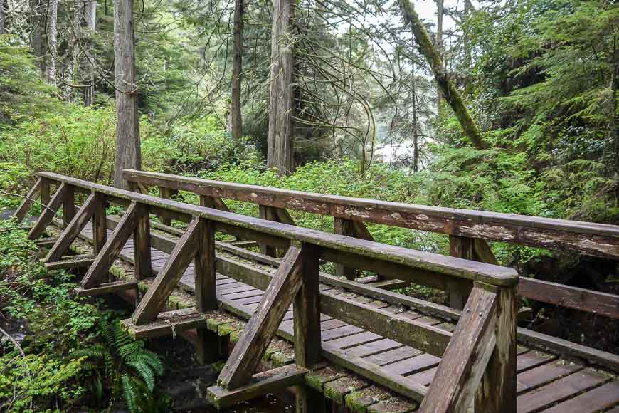 TThe walk through the forest to the tide pools