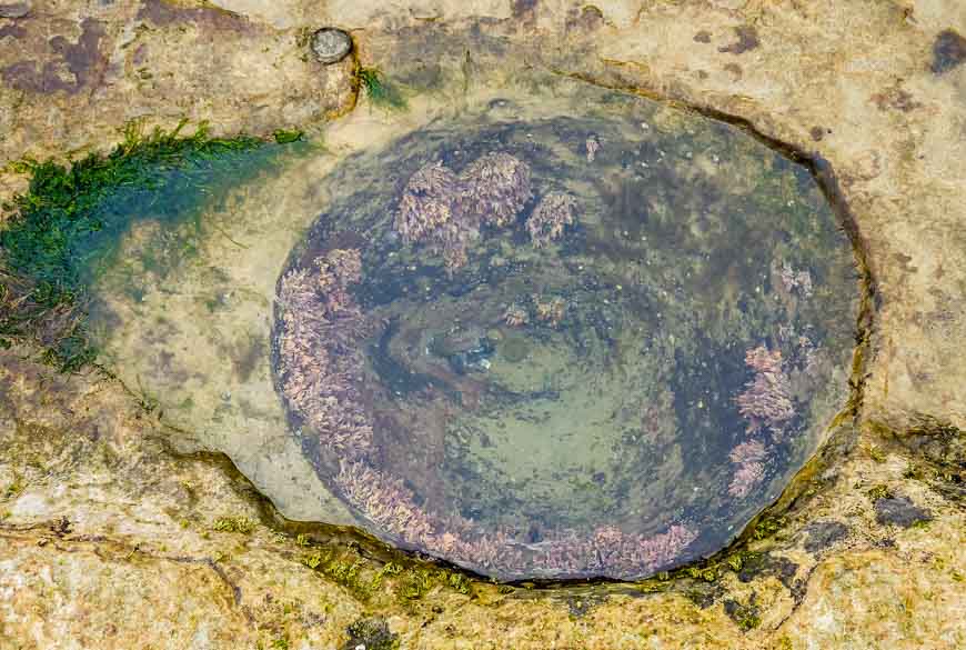 What lurks in this tide pool