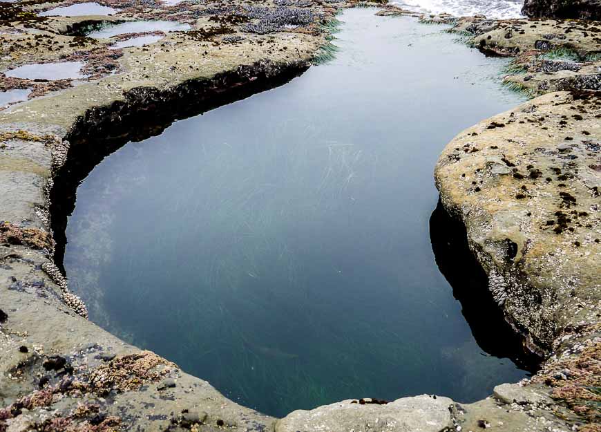 This tide pool is immediately beside the ocean at low tide