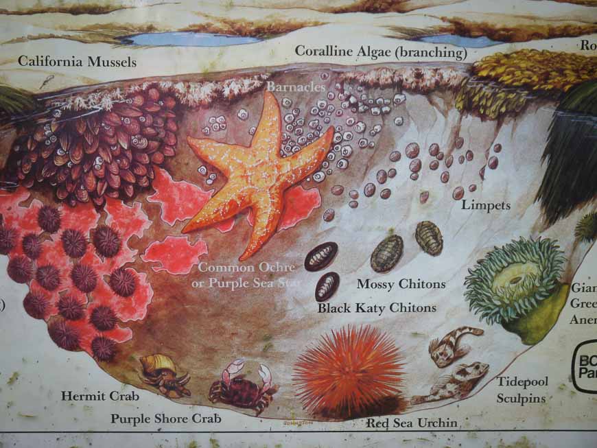 Some of the creatures you'll find in the tide pools on Botanical Beach