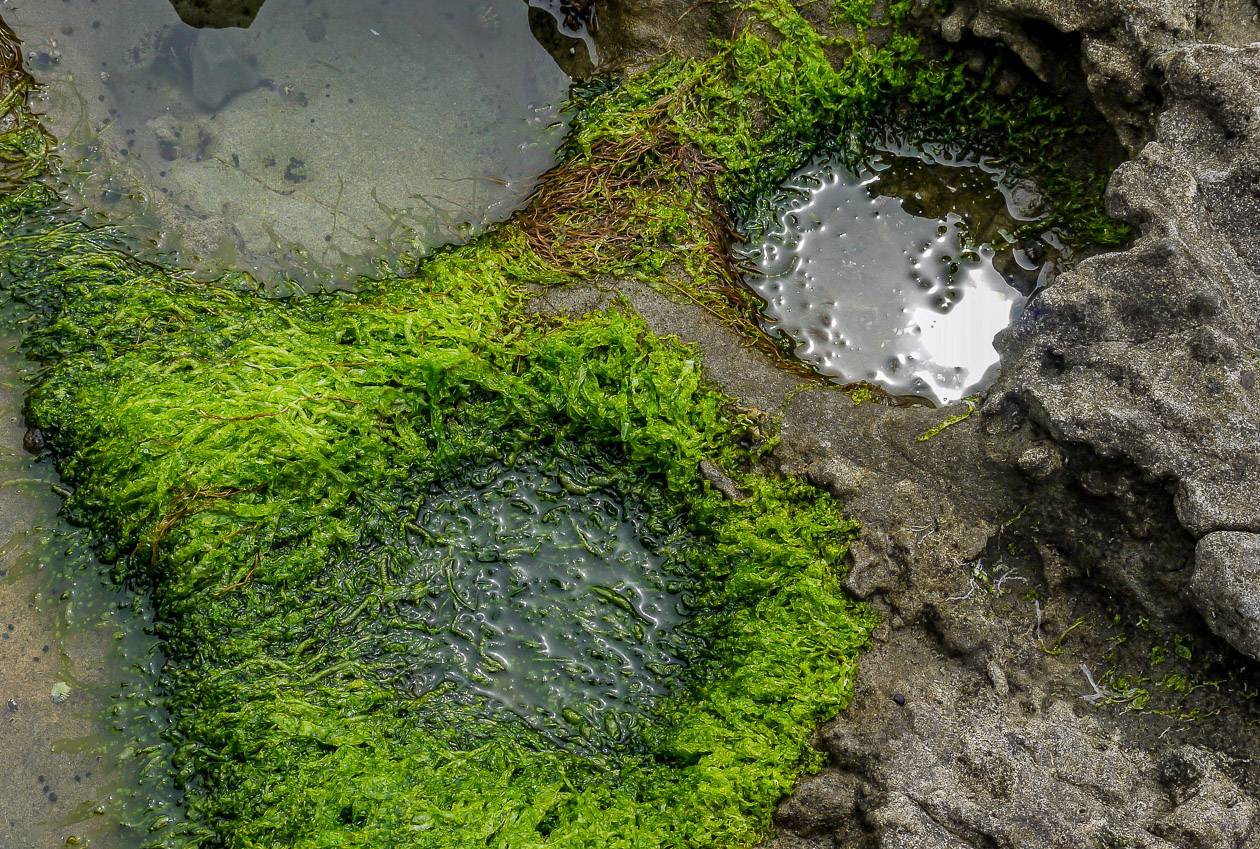 It's super interesting exploring the tide pools as you never know what you'll find