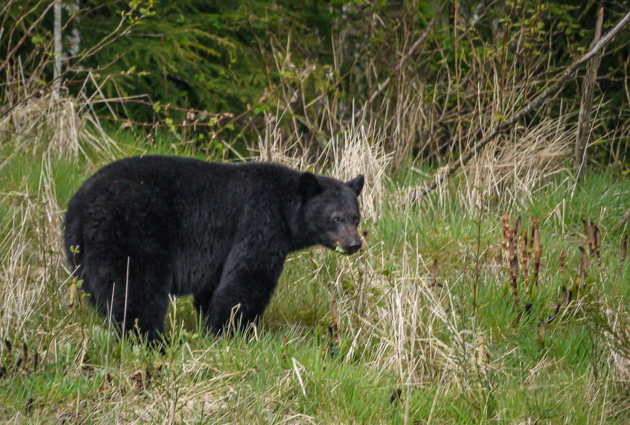 Black bear seen on the drive to Port Renfrew
