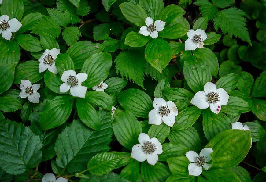 Dogwood type flowers seen early on the Elfin Lakes hike