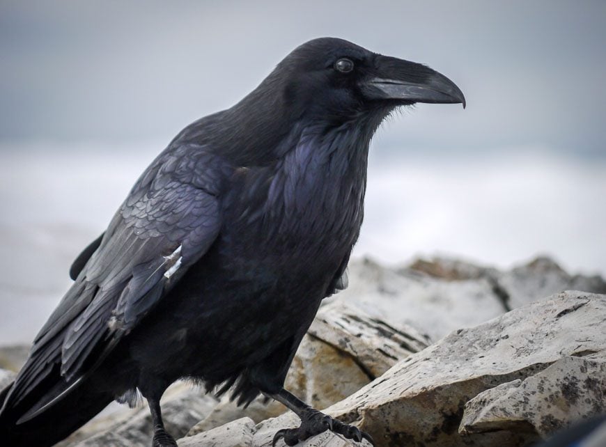 A raven - more interested in our lunch than us