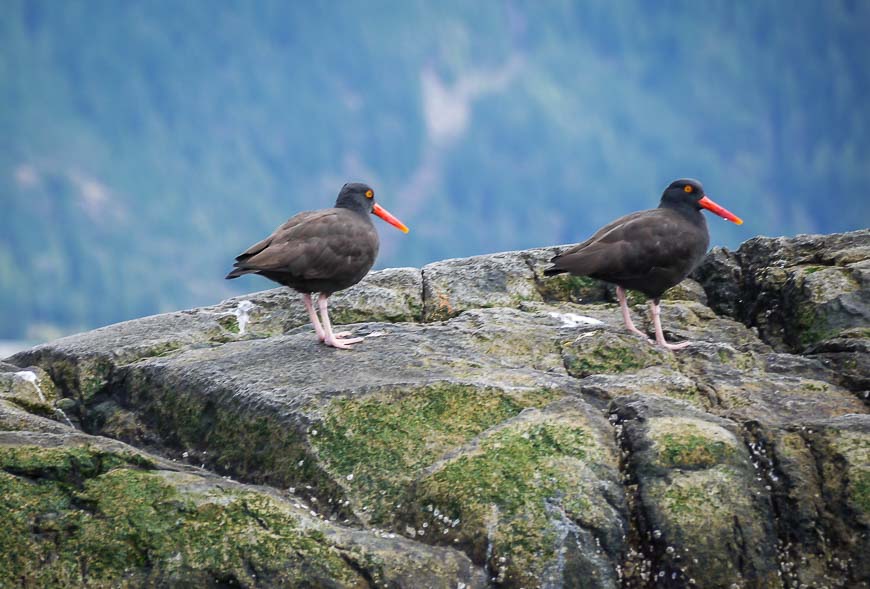 A pair of oystercatchers