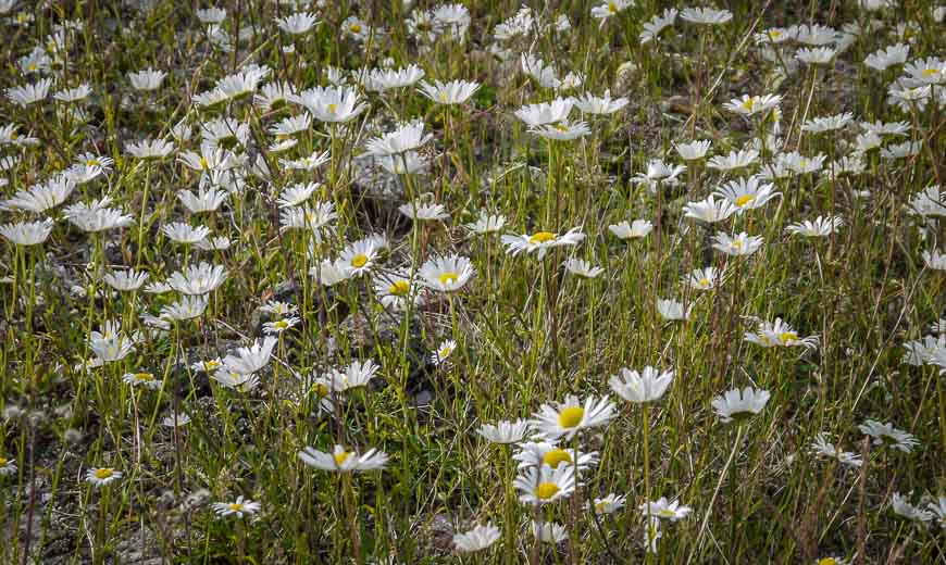 It's daisy season when we kayak in August