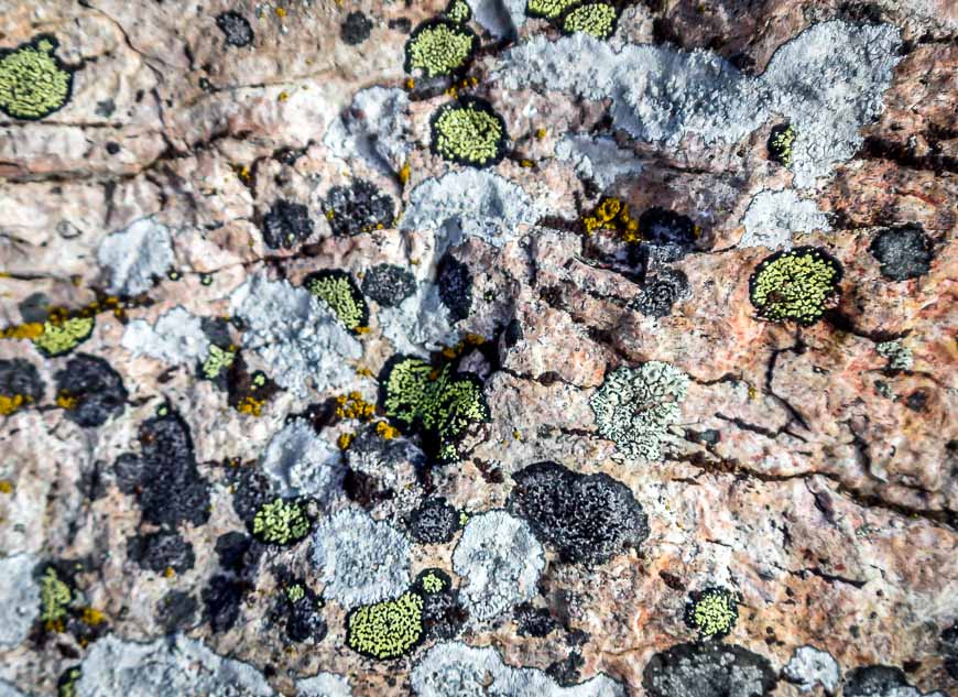 Beautiful coloured lichen