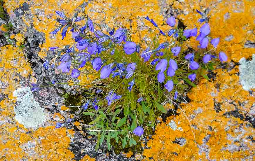 Campanula looks stunning beside the yellow lichen