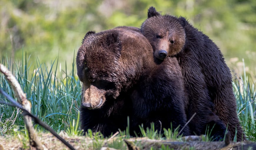 A massive male grizzly enjoys an emotional attachment to the full grown female
