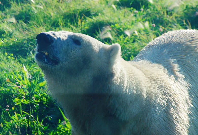 10 Nature & Wildlife Adventures in Canada
