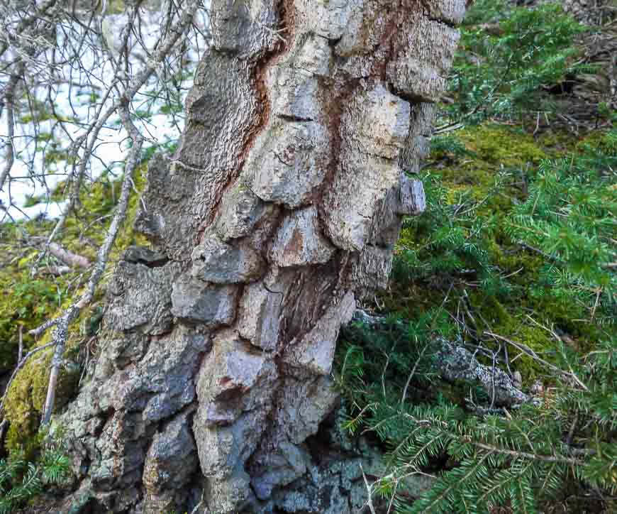 Very unusual, thickly textured bark