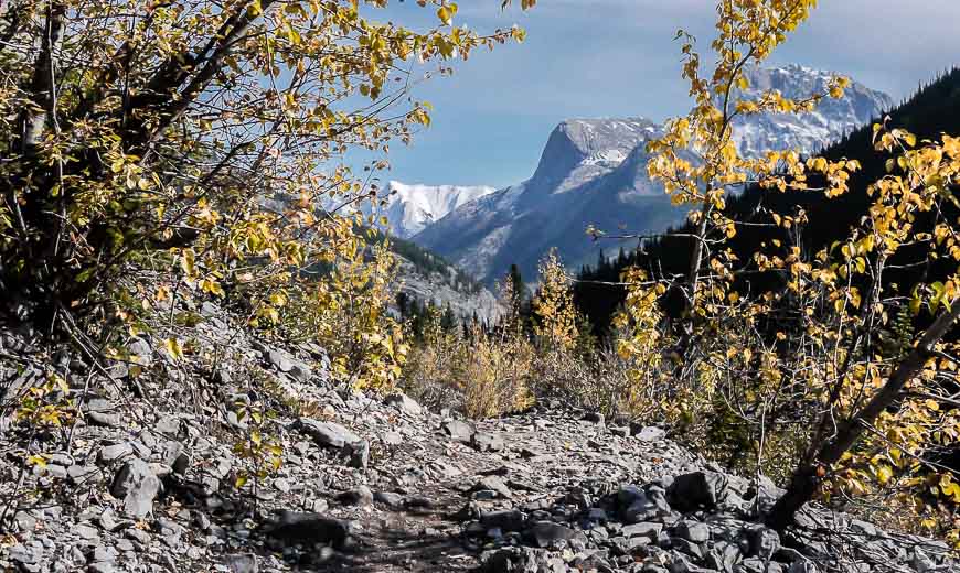 A fall scene on the trail heading back to the parking lot from Lillian Lake