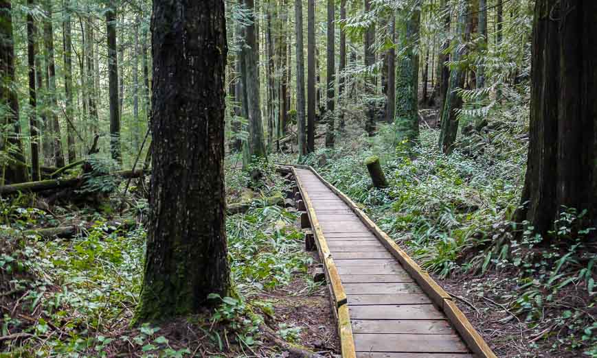 The boardwalk is made from wood milled on site