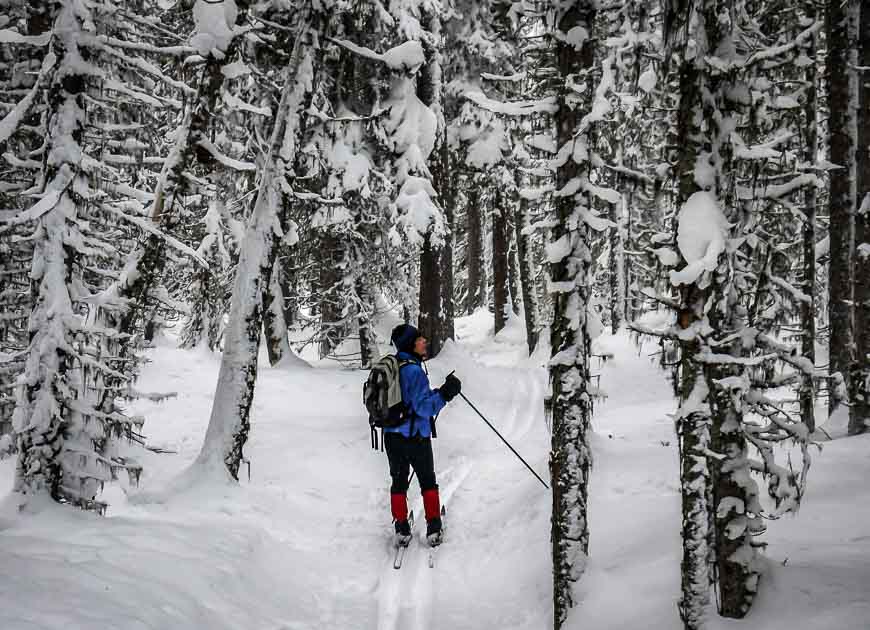 Groomed trails and the fresh scent of pine and fir when you're cross country skiing in Peter Lougheed