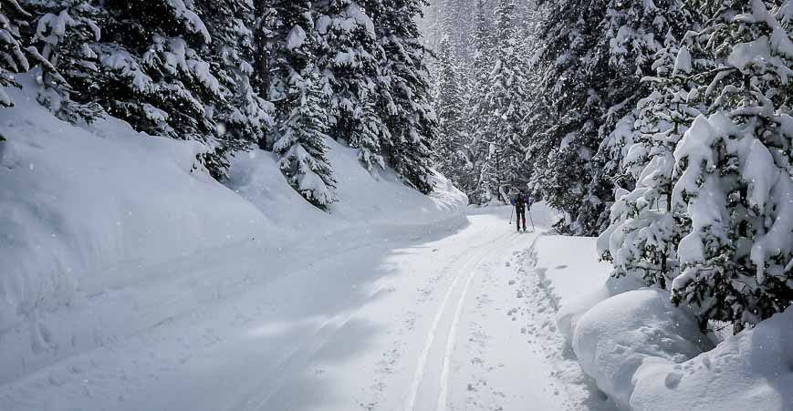 One of the op day trips from Calgary in winter is a trip to Peter Lougheed for cross-country skiing